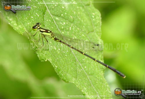 Thumbnail image of the Fragile-Forktail-Damselfly