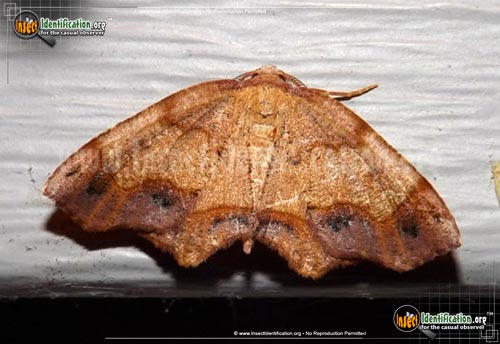 Thumbnail image #2 of the Friendly-Probole-Moth