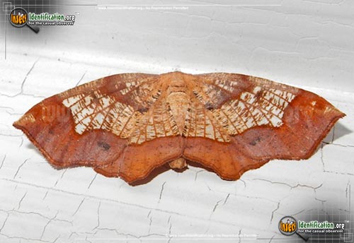 Thumbnail image of the Friendly-Probole-Moth