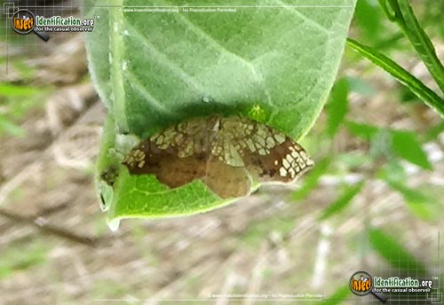 Thumbnail image #3 of the Friendly-Probole-Moth