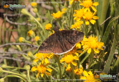 Thumbnail image of the Funereal-Duskywing-Butterfly