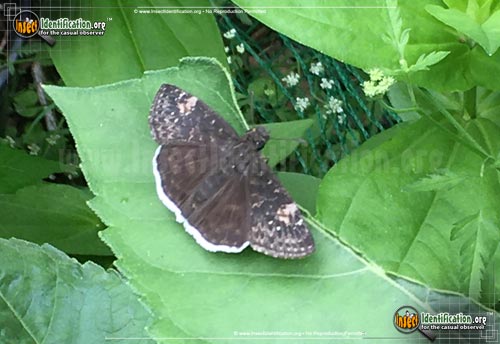 Thumbnail image of the Funereal-Duskywing-Butterfly