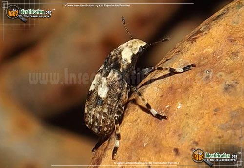 Thumbnail image of the Fungus-Weevil