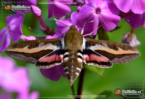 Thumbnail image of the Galium-Sphinx-Moth