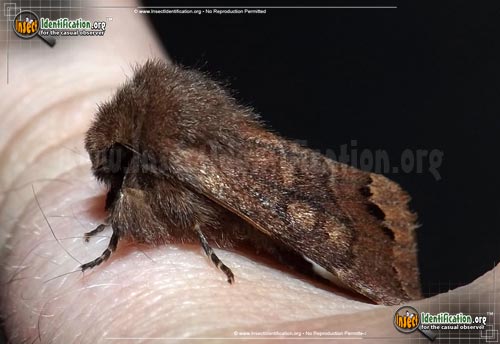 Thumbnail image of the Garmans-Quaker-Moth
