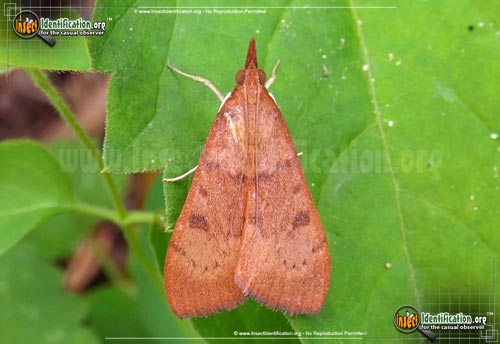 Thumbnail image of the Genista-Broom-Moth