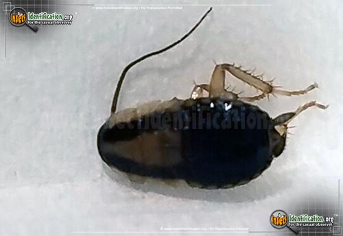 Thumbnail image #2 of the German-Cockroach