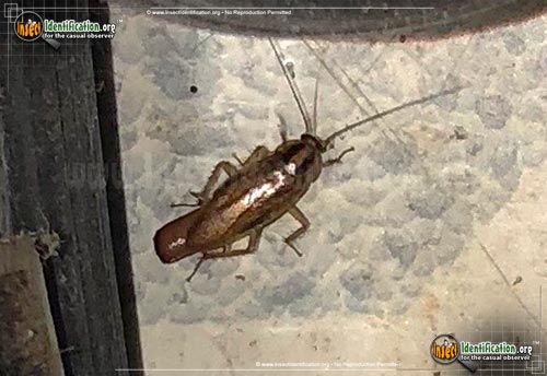 Thumbnail image #3 of the German-Cockroach
