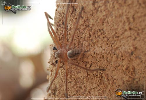 Thumbnail image #2 of the Giant-Crab-Spider