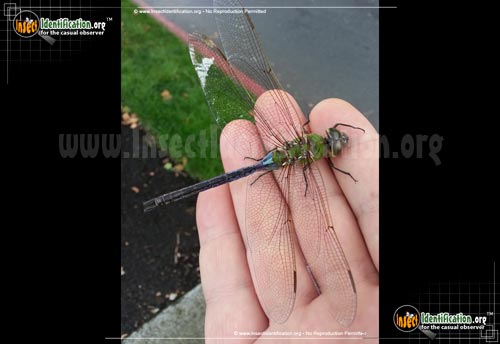 Thumbnail image of the Giant-Darner
