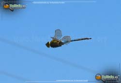 Thumbnail image #4 of the Giant-Darner