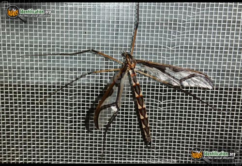 Thumbnail image of the Giant-Eastern-Cranefly