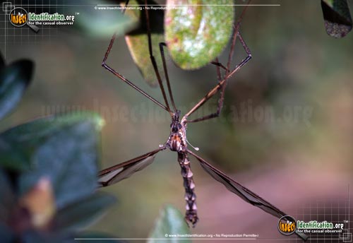 Thumbnail image #3 of the Giant-Eastern-Cranefly