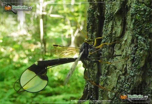 Thumbnail image #2 of the Giant-Ichneumon-Wasp-Megarhyssa-Atrata