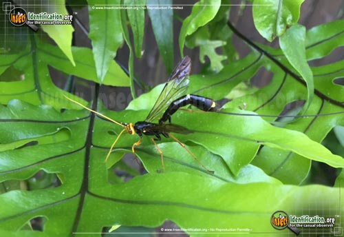 Thumbnail image of the Giant-Ichneumon-Wasp-Megarhyssa-Atrata