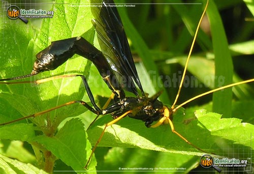 Thumbnail image #4 of the Giant-Ichneumon-Wasp-Megarhyssa-Atrata