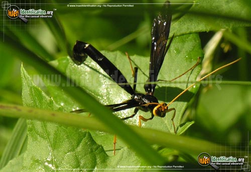 Thumbnail image #5 of the Giant-Ichneumon-Wasp-Megarhyssa-Atrata
