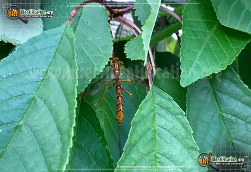 Thumbnail image #5 of the Giant-Ichneumon-Wasp-Megarhyssa-Macrurus