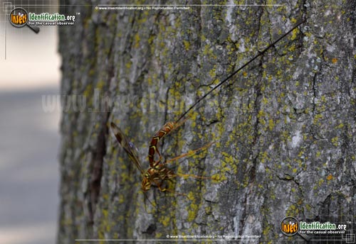 Thumbnail image #8 of the Giant-Ichneumon-Wasp-Megarhyssa-Macrurus