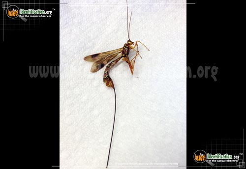 Thumbnail image #7 of the Giant-Ichneumon-Wasp-Megarhyssa-Macrurus