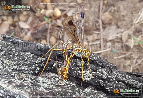 Thumbnail image #2 of the Giant-Ichneumon-Wasp-Megarhyssa-Macrurus