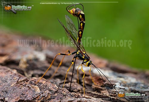 Thumbnail image of the Giant-Ichneumon-Wasp-Megarhyssa-Nortoni