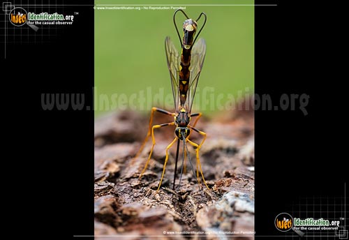 Thumbnail image #3 of the Giant-Ichneumon-Wasp-Megarhyssa-Nortoni