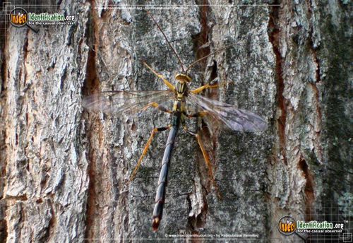 Thumbnail image #4 of the Giant-Ichneumon-Wasp