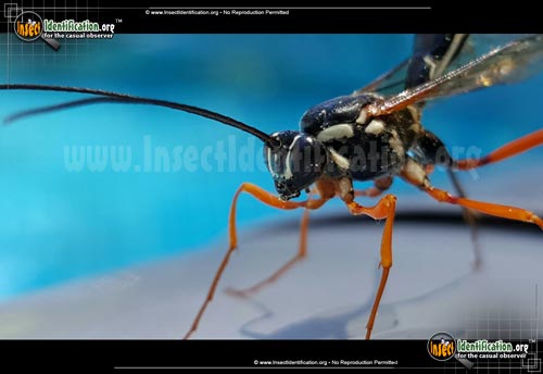 Thumbnail image #2 of the Giant-Ichneumon-Wasp