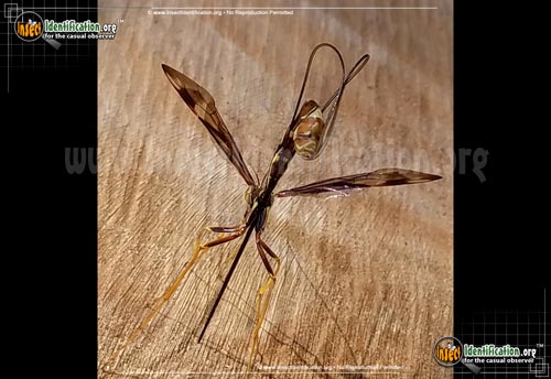 Thumbnail image #11 of the Giant-Ichneumon-Wasp