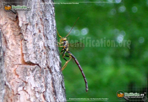 Thumbnail image #3 of the Giant-Ichneumon-Wasp