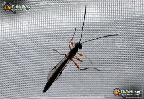 Thumbnail image #9 of the Giant-Ichneumon-Wasp