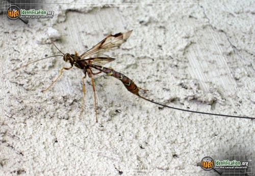 Thumbnail image #10 of the Giant-Ichneumon-Wasp