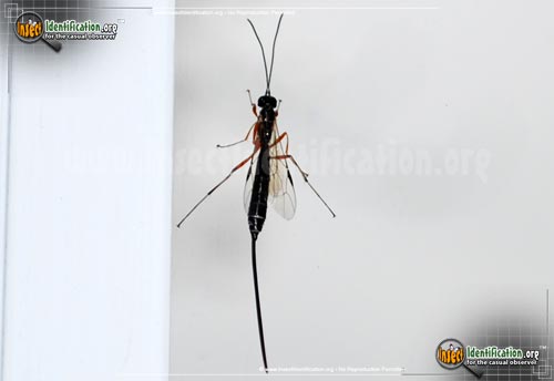 Thumbnail image #8 of the Giant-Ichneumon-Wasp