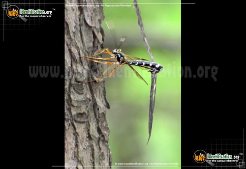 Thumbnail image of the Giant-Ichneumon-Wasp
