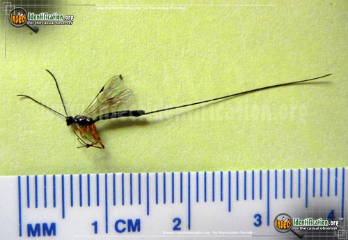 Thumbnail image #6 of the Giant-Ichneumon-Wasp