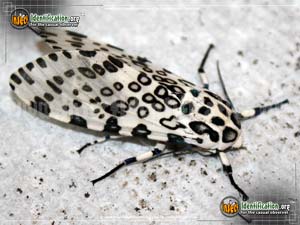 Thumbnail image #9 of the Giant-Leopard-Moth