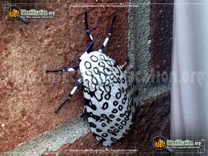 Thumbnail image #5 of the Giant-Leopard-Moth