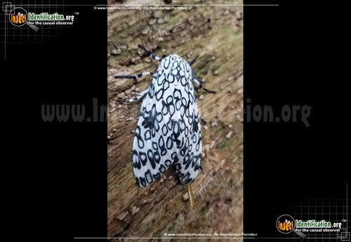 Thumbnail image #12 of the Giant-Leopard-Moth