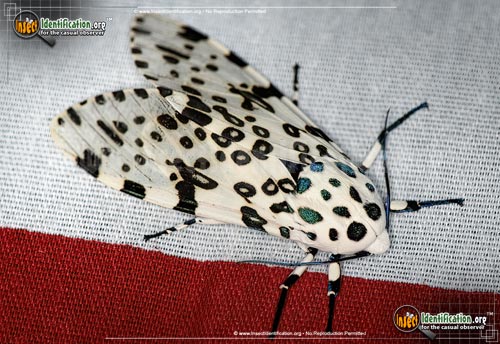 Thumbnail image #15 of the Giant-Leopard-Moth