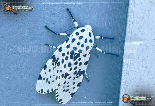 Thumbnail image #14 of the Giant-Leopard-Moth