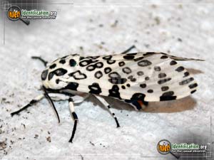 Thumbnail image #11 of the Giant-Leopard-Moth