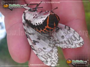 Thumbnail image #7 of the Giant-Leopard-Moth