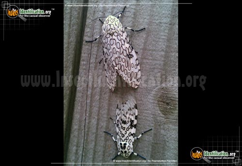 Thumbnail image of the Giant-Leopard-Moth