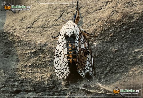 Thumbnail image #8 of the Giant-Leopard-Moth