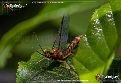 Thumbnail image of the Giant-Mayfly