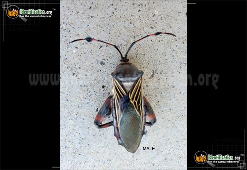 Thumbnail image #2 of the Giant-Mesquite-Bug