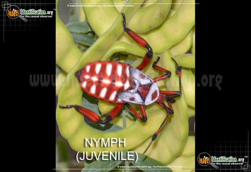 Thumbnail image of the Giant-Mesquite-Bug