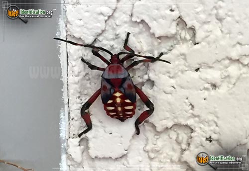 Thumbnail image #3 of the Giant-Mesquite-Bug