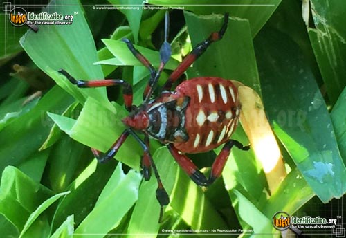 Thumbnail image #5 of the Giant-Mesquite-Bug